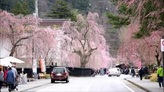 角館武家屋敷・枝垂れ桜 4月23日 [upl. by Esyle]