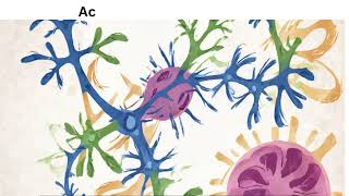 Cholinesterase Enzymes [upl. by Amocat]