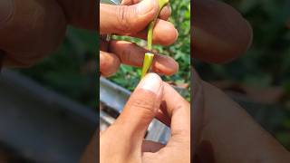 what are the signs of a successful avocado graft Grafting 嫁接 fruitgrafting [upl. by Alaehs]