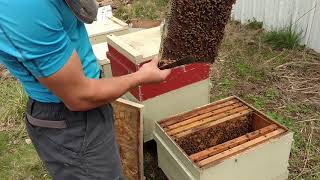 Beekeeping tips  Swarm traps and Foundationless [upl. by Areip]