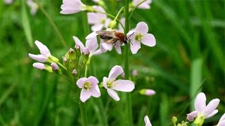 Cardamine pratensis  WiesenSchaumkraut  Cuckoo Flower [upl. by Oiracam148]