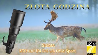 Fotografia przyrodnicza i Złota godzina wildlife nikonz8 [upl. by Leo929]