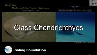 Class Chondrichthyes Biology Lecture  Sabaqpk [upl. by Dnomayd744]