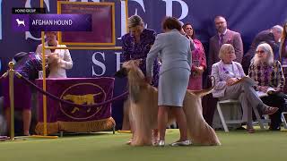 Afghan Hounds  Breed Judging 2024 [upl. by Christmann]