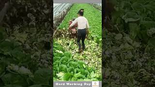 The Process Of Cutting Cabbage [upl. by Newberry406]