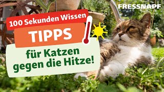 Tipps für Katzen bei Hitze [upl. by Isabea402]