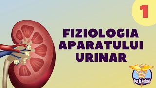 FIZIOLOGIA APARATULUI URINAR  PARTEA 1  DOZA DE MEDICINĂ [upl. by Oloap]