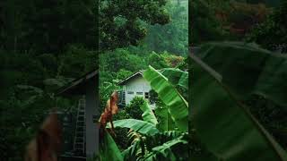 Rainforest Rain Sounds for Relaxing [upl. by Nelleyram]