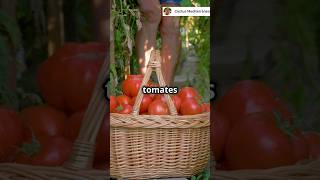 🍅 Cultivar y cosechar Tomates en Casa  Sembrar Tomate en maceta Huerto Urbano Huerto en Casa [upl. by Zetroc666]