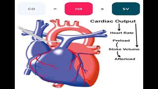 2 CVS Cardiac Output شرح بالعربي [upl. by Ydnem]