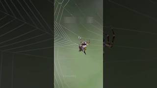 How does a spider build its web [upl. by Reich786]