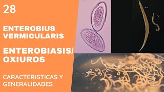 Enterobius Vermicularis 28  OXIUROS  NEMATODOS [upl. by Atinus362]