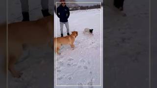 Walking the dogs  playing in snow  Labrador Retriever  Lagotto romagnolo  Arctic  241124 [upl. by Jewell20]