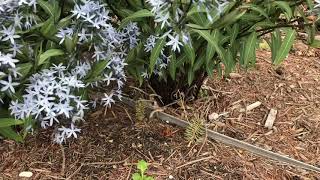 Storm Cloud Amsonia  gardencrossingscom [upl. by Leaw]