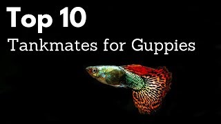 Top 10 Tankmates for Guppies Poecilia reticulata Million Fish [upl. by Gnues]