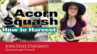 How to Harvest Acorn Squash  Tips [upl. by Asenab]