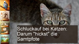 Katze Schluckauf erkennen und behandeln [upl. by Jolda]