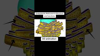 Endoplasmic reticulum structure and animation [upl. by Tama]