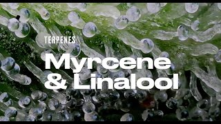 Terpenes Myrcene amp Linalool  The chill terps [upl. by Akiraa94]