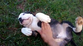 Male  Alapaha BlueBlood Bulldog puppy [upl. by Shellans]