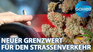 CannabisLegalisierung Die Herausforderung eines neuen Grenzwertes [upl. by Llerret]