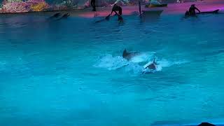 Kolmården Dolphins show [upl. by Netnert178]