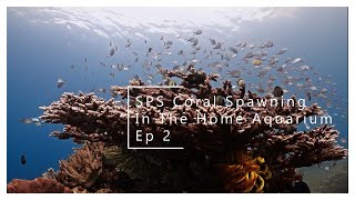 SPS Coral Spawning in the home aquarium Ep 2 [upl. by Verena]