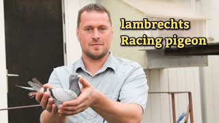 Stefaan Lambrechts racing pigeon  Master Pigeon Breeder in bemguim [upl. by Eniamrehc]