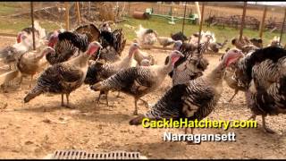 Narragansett Turkey Breed Breeder Flock  Cackle Hatchery [upl. by Yert]