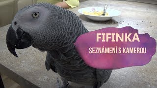 FIFINKA papoušek žako kongo na YOUTUBU 1 seznámení s kamerou [upl. by Athey]