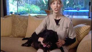 How to Care for a Dog with Degenerative Myelopathy [upl. by Ahsika]