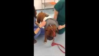 What to Expect Fitting a Holter Monitor on a Dog [upl. by Mahtal]