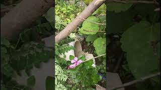 हवा ने मेरे गार्डन के सहजन के पेड़ को तोड़ दिया 😔🌿🌹🌿viral trending youtubevideosahjan treeair [upl. by Rosenblast839]