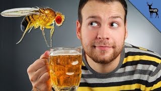 How Fruit Flies Make Your Beer Better [upl. by Rabbaj]