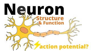 Structure and Function of a Neuron [upl. by Rusty]