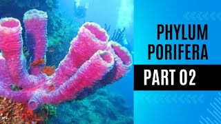 phylum porifera Sponges sponges body types Reproduction in sponges  Excretion Nervous system [upl. by Mota]