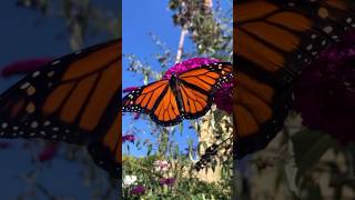 Beautiful Butterfly on a Butterfly Bush garden butterfly butterflybush youtubeshorts [upl. by Aikin420]