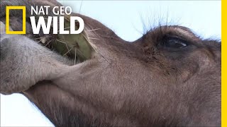 Camels Dont Mind Spines In Their Cacti  Nat Geo Wild [upl. by Yaya]