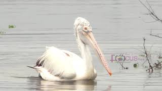 DOCUMENTARY OF FLAMINGO FESTIVAL  SULLURUPETA By  SUMAN HARI [upl. by Aznola]