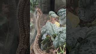 This super skilled neotropical rattlesnake is not your average contortionist This video proves that [upl. by Inoy]