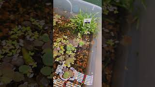 Red root floaters and more plants aquraium aquariumplants aquariumdecor aquascape [upl. by Zoe]