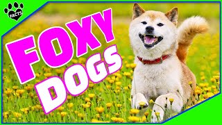 Top 7 Dogs That Look Like Foxes  Dogs 101 [upl. by Aiuhsoj]