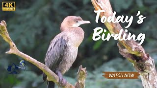 Todays Birding 4k birds birding birdphotography phtography wildbirdphotography wildlife [upl. by Anirehc936]