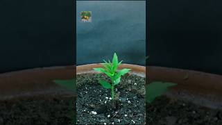 seed germination process shorts trending funny foodcomedy [upl. by Ydospahr]