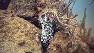 Diving Tayrona National Park Colombia [upl. by Eiznikam713]