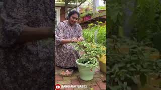 Kanthari Molagu shorts gardening [upl. by Tanberg]