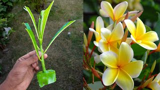 How To Grow Frangipani Flower plant From Frangipani cutting With Use Aloe vera [upl. by Drawde857]