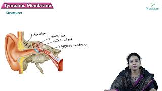 Tympanic membrane  Head and Neck Anatomy  MBBS Lecture [upl. by Llerahs686]