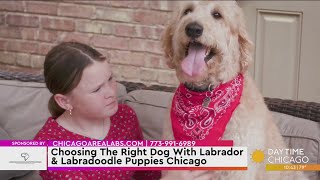 Choosing The Right Dog With Labrador amp Labradoodle Puppies Chicago [upl. by Olodort]