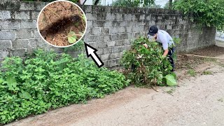 Volunteer to clear overgrown grass using simple hand tools [upl. by Yarod11]